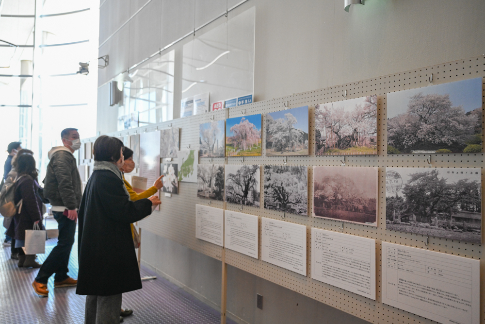 文化センターの蒲ザクラ展示を見る人々の写真