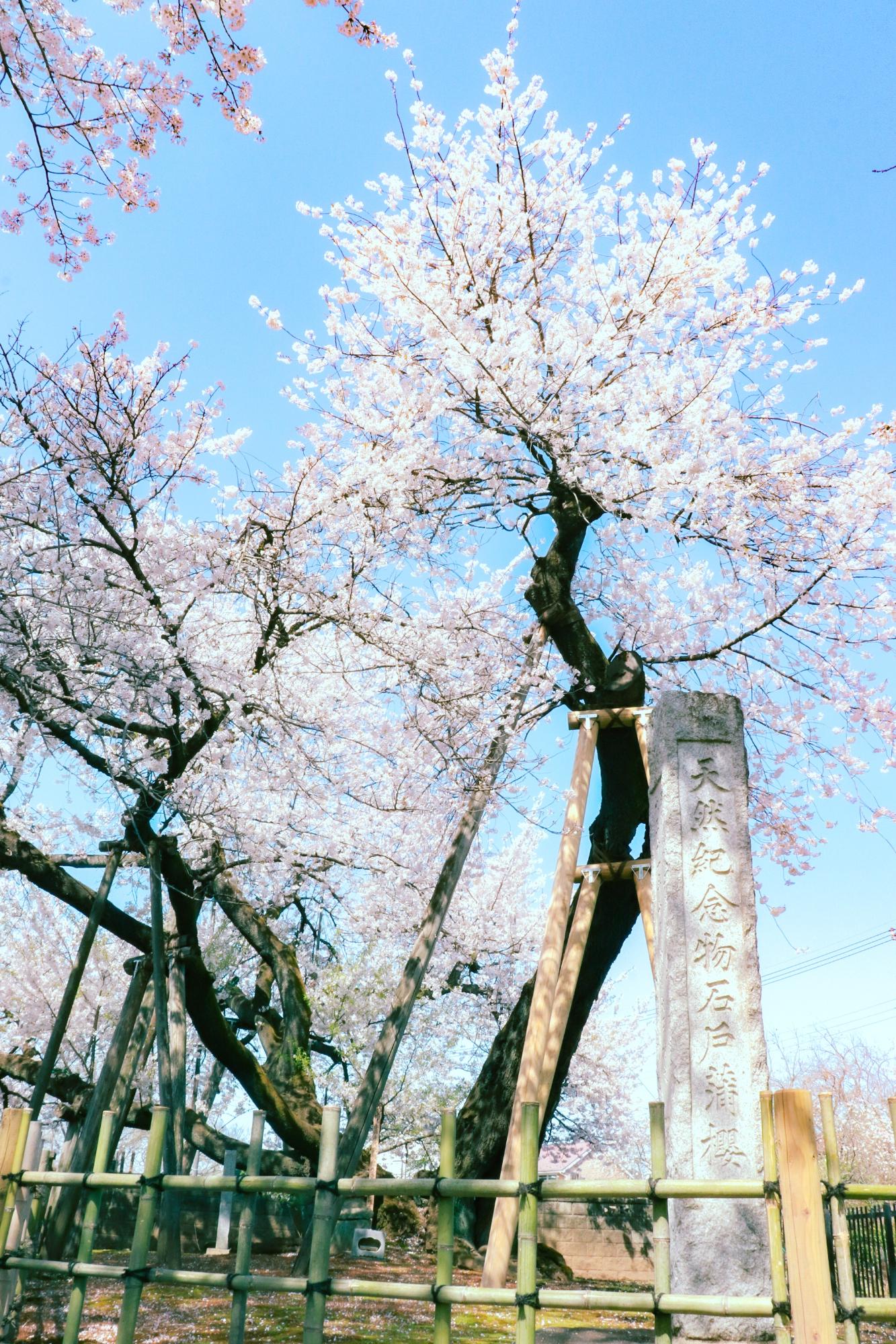 満開の蒲ザクラ