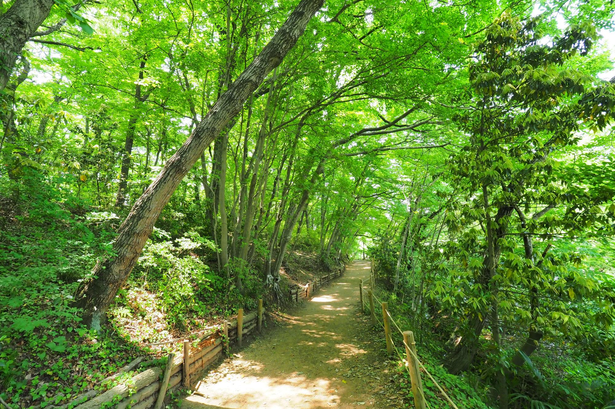 埼玉県自然学習センター風景