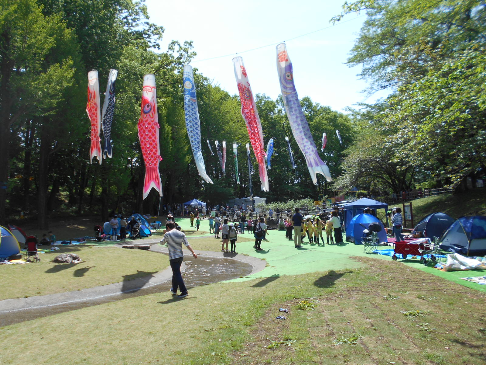 鯉のぼりの大流れ